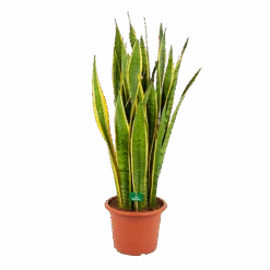 Sansevieria Laurentii - Vrouwentong - P30 H110 - Kamerplant