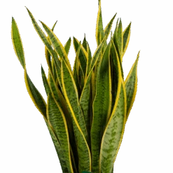 Sansevieria Laurentii - Vrouwentong - P30 H110 - Kamerplant -Gardenas Winkel sansevieria laurentii vrouwentong p30 h110 kamerplant 3