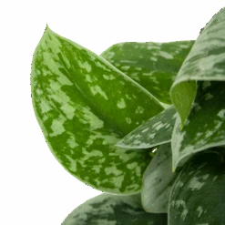 Scindapsus Pictus Silvery Ann Op Mosstok - Epipremnum - P15 H60 - Kamerplant -Gardenas Winkel scindapsus pictus silvery ann op mosstok epipremnum p15 h60 6 3