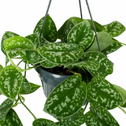 Gardenas Winkel -Gardenas Winkel scindapsus pictus trebie epipremnum in hangpot p15 5 1