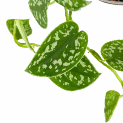 Scindapsus Pictus Trebie - Epipremnum - In Hangpot - P15 H20 - Kamerplant 6 Scindapsus Pictus Trebie - Epipremnum - In Hangpot - P15 H20 - Kamerplant -Gardenas Winkel scindapsus pictus trebie epipremnum in hangpot p15 6 1