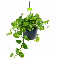 Scindapsus Pinnatum Aureum - Epipremnum - In Hangpot - P17 H35 - Kamerplant