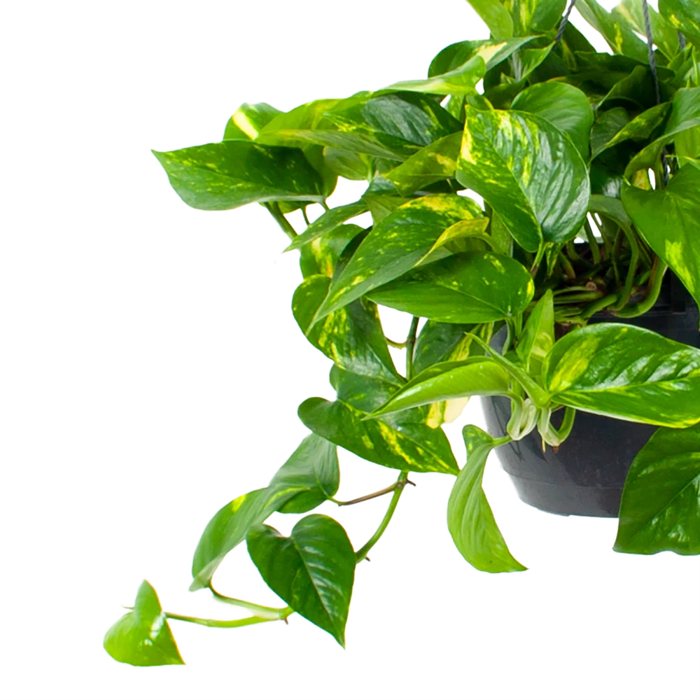 Scindapsus Pinnatum Aureum - Epipremnum - In Hangpot - P17 H35 - Kamerplant 2 Scindapsus Pinnatum Aureum - Epipremnum - In Hangpot - P17 H35 - Kamerplant - Afbeelding 2