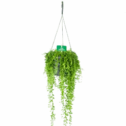 Senecio Herreianus - Erwtenplant - In Hangpot - P17 H40 - Kamerplant