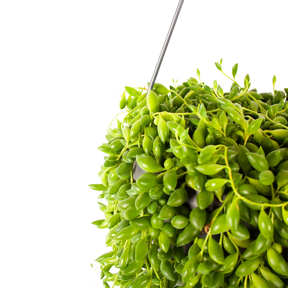 Senecio Herreianus - Erwtenplant - In Hangpot - P17 H40 - Kamerplant 2 Senecio Herreianus - Erwtenplant - In Hangpot - P17 H40 - Kamerplant - Afbeelding 2