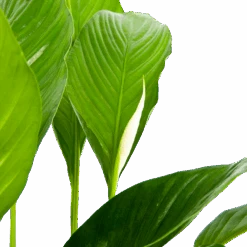 Spathiphyllum Wallisii - Lepelplant - P19 H80 Wit - Kamerplant -Gardenas Winkel spathiphyllum wallisii lepelplant p19 h80 wit 6