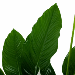 Spathiphyllum Wallisii - Lepelplant - P24 H120 Wit - Kamerplant -Gardenas Winkel spathiphyllum wallisii lepelplant p24 h120 wit 6