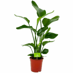 Strelitzia Nicolai - Paradijsvogelpant - P19 H80 - Kamerplant