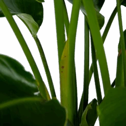 Strelitzia Nicolai - Paradijsvogelpant - P32,5 H165 - Kamerplant -Gardenas Winkel strelitzia nicolai paradijsvogelpant p32 5 h165 6