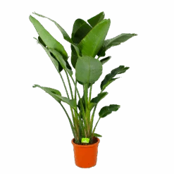 Strelitzia Nicolai - Paradijsvogelpant - P32 H170 - Kamerplant