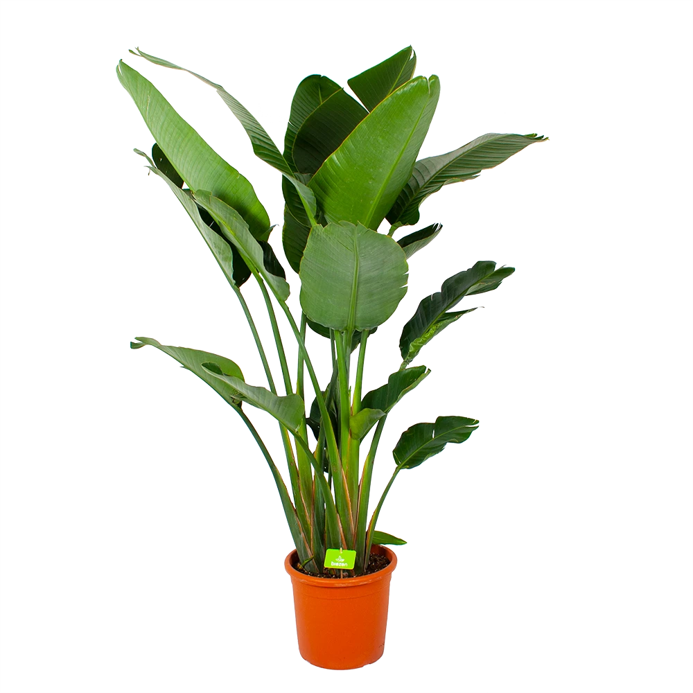 Strelitzia Nicolai - Paradijsvogelpant - P32 H170 - Kamerplant 1 Strelitzia Nicolai - Paradijsvogelpant - P32 H170 - Kamerplant