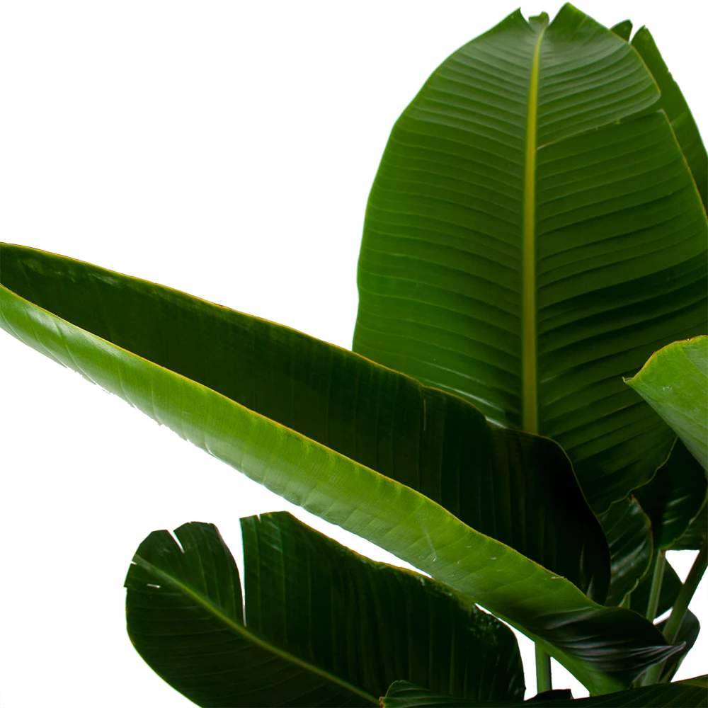 Strelitzia Nicolai - Paradijsvogelpant - P32 H170 - Kamerplant 3 Strelitzia Nicolai - Paradijsvogelpant - P32 H170 - Kamerplant - Afbeelding 3