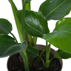 Strelitzia Nicolai - Paradijsvogelplant - P17 H60 - Kamerplant -Gardenas Winkel strelitzia nicolai paradijsvogelplant p17 h60 6