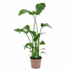 Strelitzia Nicolai - Paradijsvogelplant - P21 H120 - Kamerplant