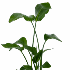 Strelitzia Nicolai - Paradijsvogelplant - P21 H120 - Kamerplant -Gardenas Winkel strelitzia nicolai paradijsvogelplant p21 h120 kamerplant 3