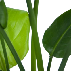 Strelitzia Nicolai - Paradijsvogelplant - P21 H90 - Kamerplant -Gardenas Winkel strelitzia nicolai paradijsvogelplant p21 h90 6