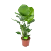 Strelitzia Nicolai - Paradijsvogelplant - P27 H110 - Kamerplant