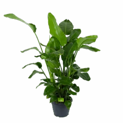 Strelitzia Nicolai - Paradijsvogelplant - P35 H130 - Kamerplant