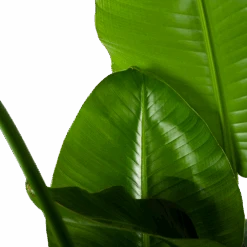 Strelitzia Nicolai - Paradijsvogelplant - P35 H130 - Kamerplant -Gardenas Winkel strelitzia nicolai paradijsvogelplant p35 h130 6