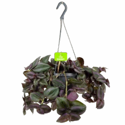 Tradescantia Little Hill - Vaderplant - In Hangpot - P17 H40 - Kamerplant