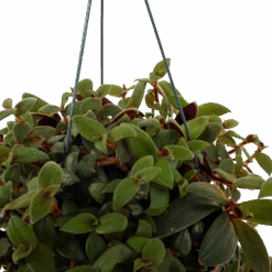 Gardenas Winkel -Gardenas Winkel tradescantia sillamotara brownhill p17 h40 5