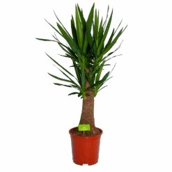 Yucca Inca Tree - Palmlelie - P27 H110 - Kamerplant