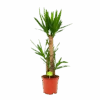 Yucca - Palmlelie - P21 H100 - Kamerplant