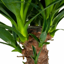 Yucca - Palmlelie - P24 H120 - Kamerplant -Gardenas Winkel yucca palmlelie p24 h120 6