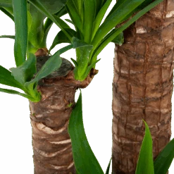 Yucca - Palmlelie - P24 H165 - Kamerplant -Gardenas Winkel yucca palmlelie p24 h165 6