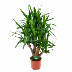 Yucca - Vertakt - Palmlelie - P24 H100 - Kamerplant