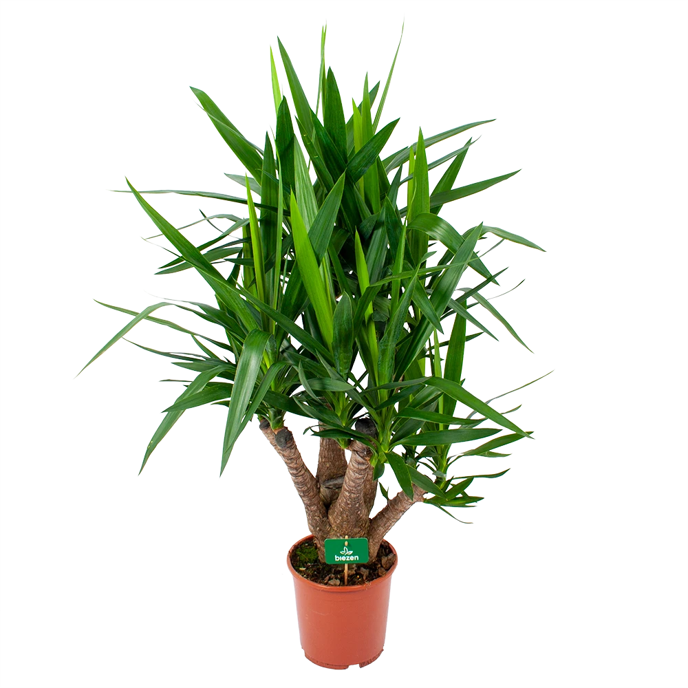 Yucca - Vertakt - Palmlelie - P24 H100 - Kamerplant 1 Yucca - Vertakt - Palmlelie - P24 H100 - Kamerplant