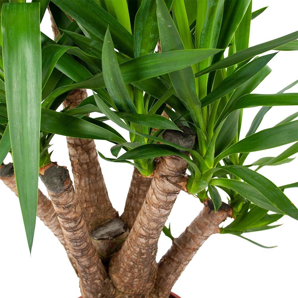 Yucca - Vertakt - Palmlelie - P24 H100 - Kamerplant 2 Yucca - Vertakt - Palmlelie - P24 H100 - Kamerplant - Afbeelding 2