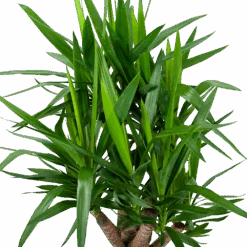 Yucca - Vertakt - Palmlelie - P24 H100 - Kamerplant 6 Yucca - Vertakt - Palmlelie - P24 H100 - Kamerplant -Gardenas Winkel yucca vertakt palmlelie p24 h100 6 1