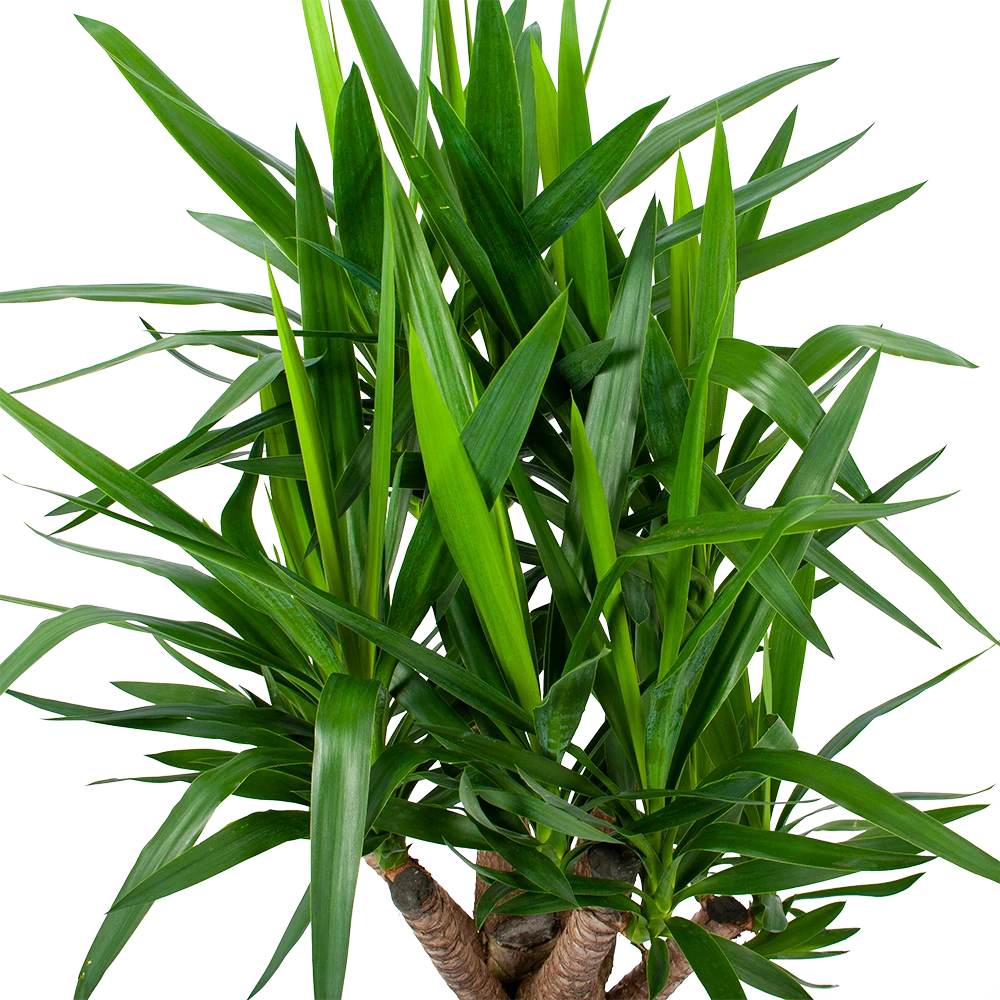 Yucca - Vertakt - Palmlelie - P24 H100 - Kamerplant 3 Yucca - Vertakt - Palmlelie - P24 H100 - Kamerplant - Afbeelding 3