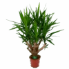Yucca - Vertakt - Palmlelie - P27 H110 - Kamerplant