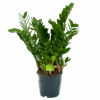 Zamioculcas Zamiifolia - Emerald Palm - P19 H70 - Kamerplant