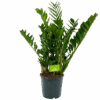 Zamioculcas Zamiifolia - Emerald Palm - P21 H80 - Kamerplant