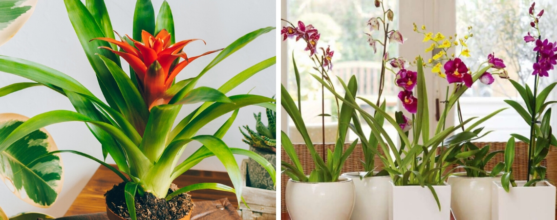 Gardenas Winkel -Gardenas Winkel Bloeiende kamerplanten1