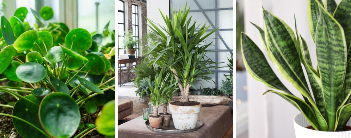 Gardenas Winkel -Gardenas Winkel groene kamerplanten groencentrum brugge ieper